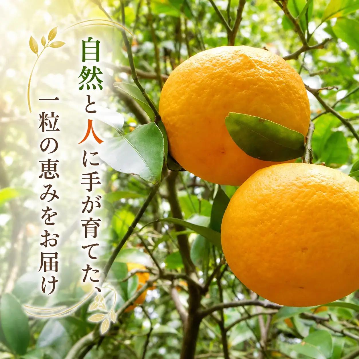 甘夏 訳あり 5kg / 和歌山 有田 広川 あまなつ 訳あり 柑橘 果物 くだもの ギフト フルーツ 果実 ※2027年3月上旬～3月下旬頃に順次発送予定【hkt023-c-5】
