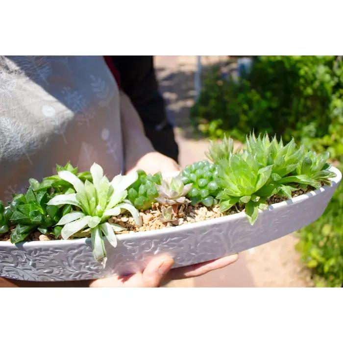 ハオルチアの寄せ植え 1鉢（幅38cm×高さ6cm）【多肉植物 植物 グリーン よせうえ 観葉植物 手植え 癒し インテリア ナチュラル かわいい 自然 プレゼント ギフト 贈り物】