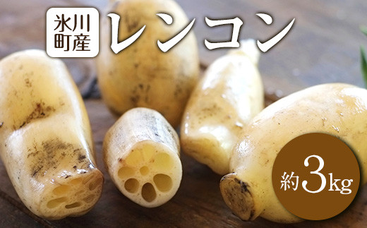 
            レンコン 約3kg 熊本県氷川町産 道の駅竜北《11月下旬-3月末頃出荷》 蓮根 野菜 きんぴら 熊本県氷川町
          