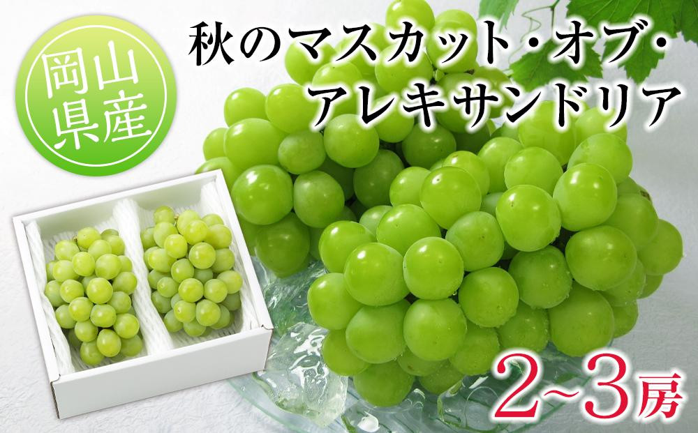 
            GU06　◆先行受付◆　岡山県産　秋のマスカット・オブ・アレキサンドリア2～3房（計1.0kg以上）2025年発送【マスカット マスカット・オブ・アレキサンドリア 果物 フルーツ 国産 人気 おすすめ 岡山県 倉敷市】
          