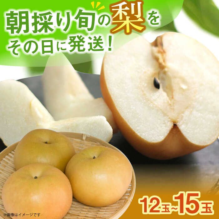 【ふるさと納税】【2025年9月～発送】長崎県産 朝採り旬の梨 約5kg 12玉〜15玉 / 梨 ナシ なし 果物 フルーツ 豊水 秋麗 あきづき 新高 / 大村市 / 産直松吉[ACZC007]