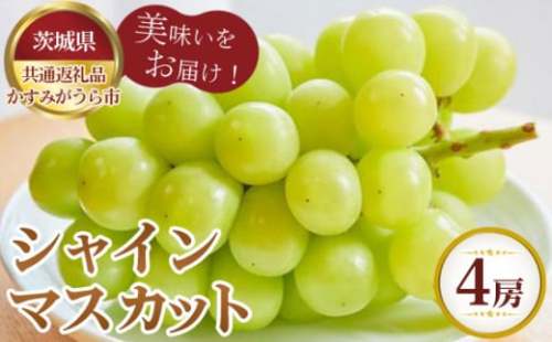 No.614 【先行予約】お中元　シャインマスカット　4房【茨城県共通返礼品 かすみがうら市】 ／ 旬 新鮮 葡萄 ブドウ 果物 フルーツ 茨城県 特産品