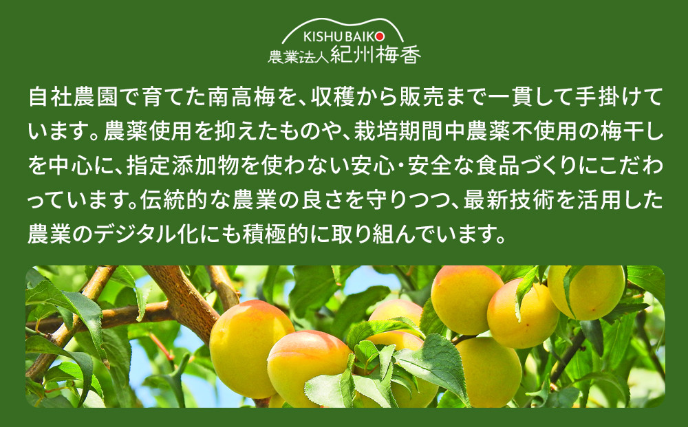 訳あり 無添加 梅干し 紀州梅香の減塩3%つぶれ梅 約1kg(500g× 2) 中~大粒 はねだし梅 紀州南高梅 産直) 3-G［KU3］
