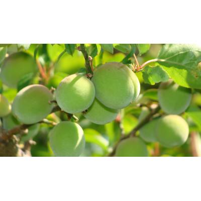 ふるさと納税 安中市 旬をお届け!青梅【2L〜3Lサイズ(5kg)】 |  | 01
