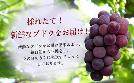 種あり 巨峰 ブドウ (訳あり) 約3kg (約7～12房)  | ぶどう 果物 フルーツ 果実 訳あり 家庭用 産地直送 大分県産 九州産 大分県 中津市