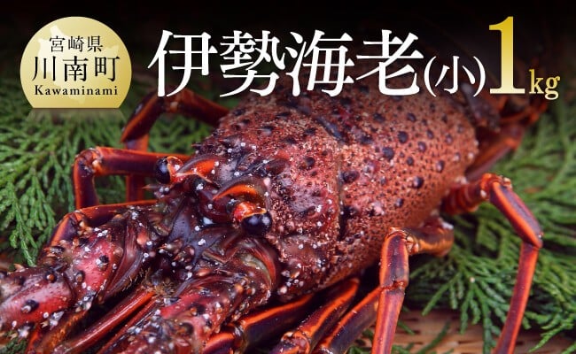 
            担当者厳選！ 伊勢海老(小)1.0kg（5～9尾） 【 伊勢えび 魚介類 いせえび 海産物 宮崎県産 国産 】
          