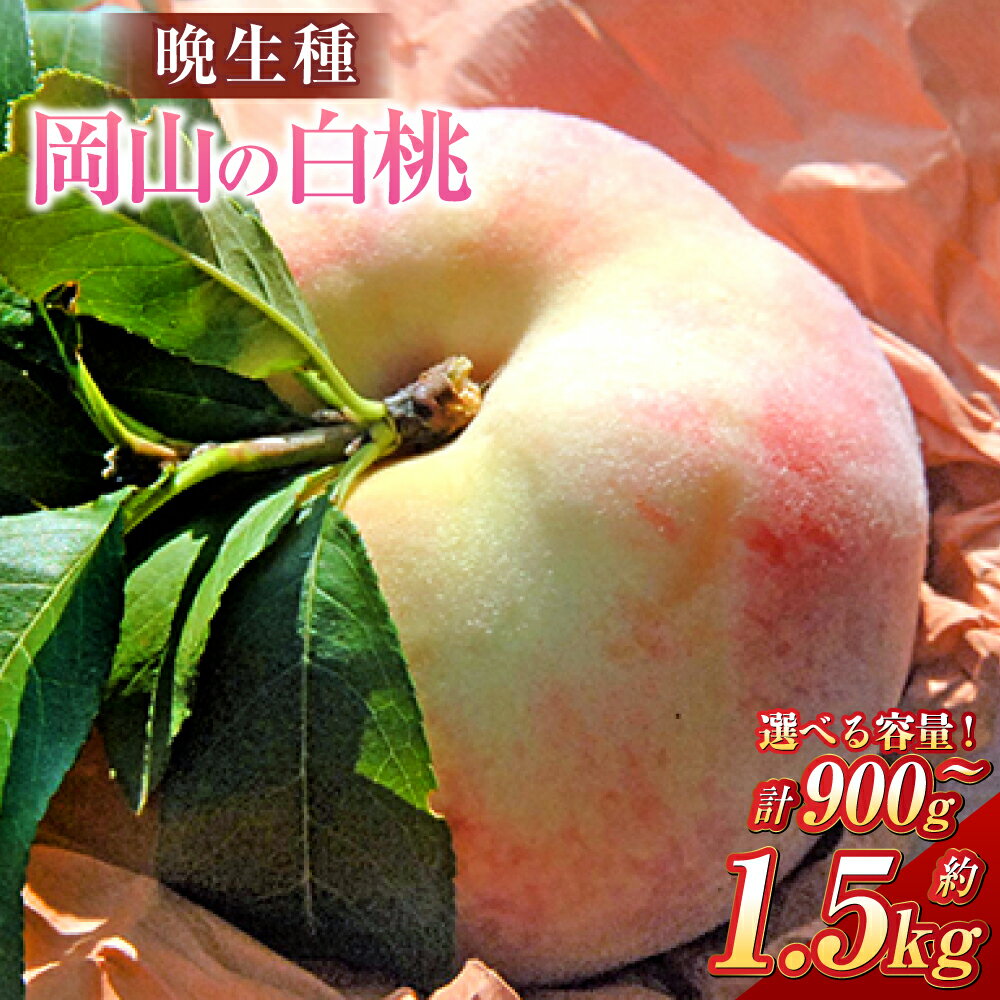 【ふるさと納税】＜選べる容量＞桃 2025年 先行予約 岡山の 白桃 晩生種 3玉（大玉・1玉約300g・計約900g）5～6玉（計約1.5kg）もも モモ 岡山県産 国産 フルーツ 果物 ギフト デザート スイーツ 果肉 甘い 柔らかい 上品 大玉 贈り物【2025年8月上旬～8月下旬 発送予定】