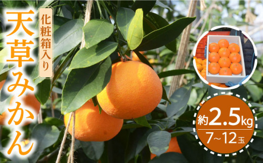 みかん【2026年11月下旬～発送】天草みかん 約2.5kg / みかん ミカン 蜜柑 みかん ミカン ミカン 果物 フルーツ 贈答用 化粧箱 せとか ミカン みかん 蜜柑 柑橘 フルーツ 果物 くだもの お取り寄せ mikan ふるーつ  産地直送 ギフト 贈答 / 南島原市 / JA島原雲仙東南部基幹センター[SAC001]