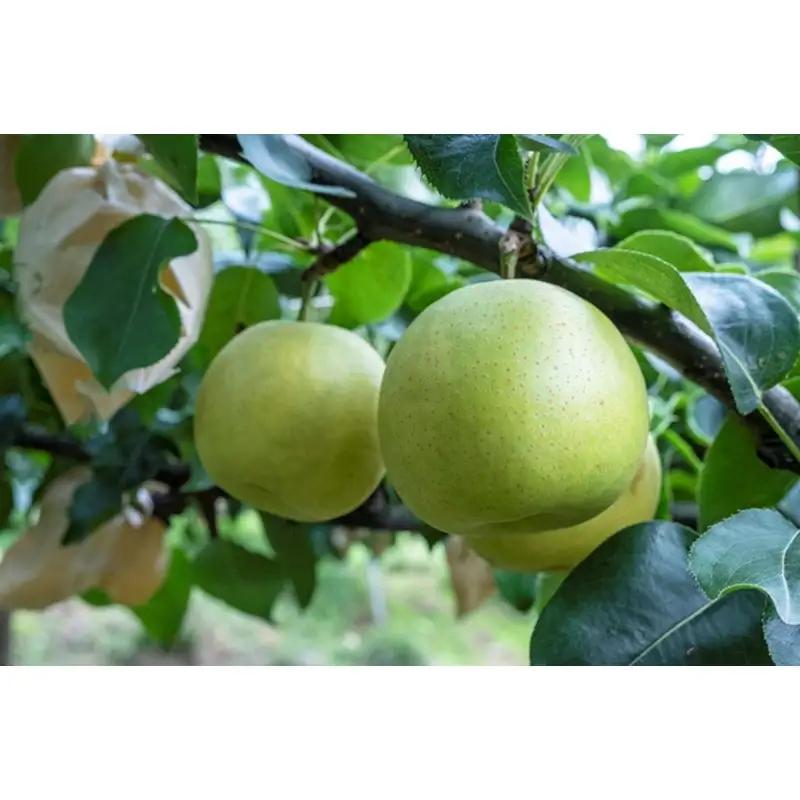 梨／【先行予約】甘～ぃ！ジューシー！！青梨の王様 京丹後産 二十世紀梨5kg（12～18玉）（2026年9月上旬～発送） 梨 梨 梨 梨 梨