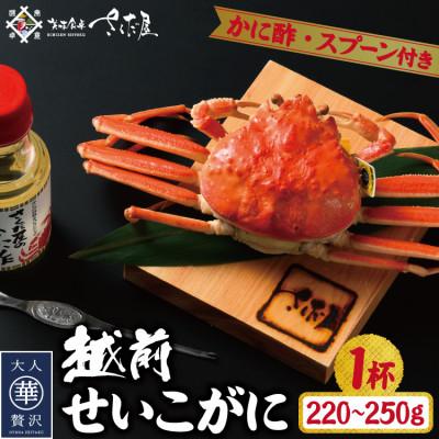 ふるさと納税 越前町 浜茹で越前せいこがに約220〜250g1杯　かに酢&amp;かにスプーン付き