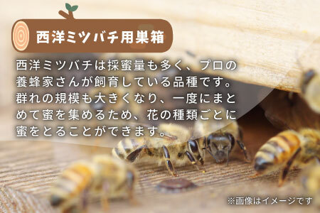 西洋ミツバチ用飼育箱 西洋 ミツバチ 飼育 巣箱 養蜂 ハチミツ 蜂蜜 蜂 40500円