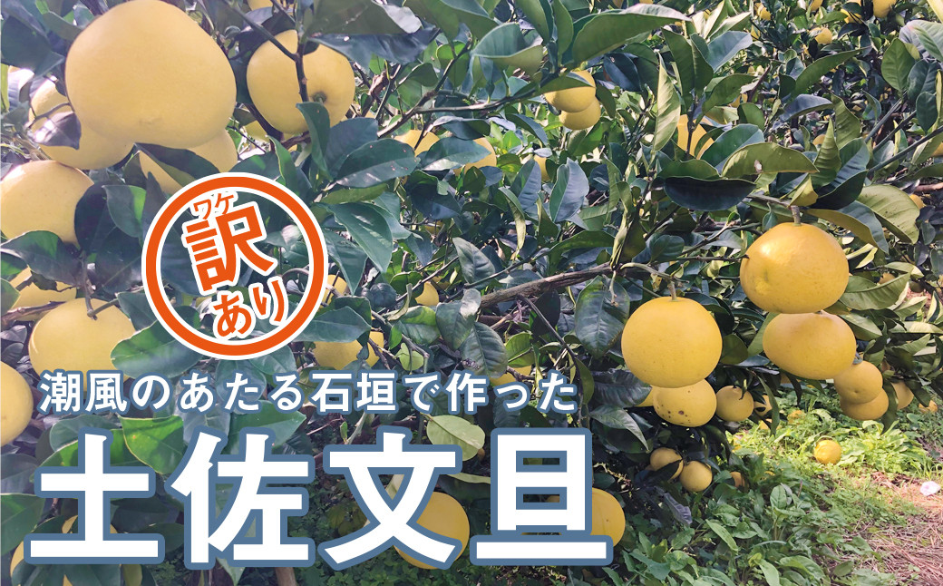 
            数量限定 先行受付 訳あり 土佐文旦 10kg 10000円 文旦 ぶんたん わけあり 国産 産地直送 農家直送 特産品 ギフト プレゼント ゼリー ジュース アイス 等に 人気 限定 甘い フルーツ 果物 柑橘 美味しい おいしい サイズ ミックス 井上留次 愛南町 愛媛県
          