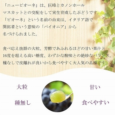 【2024年8月下旬より発送】ご家庭用　岡山県産　ピオーネ　500g×2房【配送不可地域：離島】【1409693】