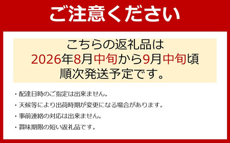 ［新鮮・産直］有田巨峰村の朝採りたねなしピオーネ　約2kg★2026年８月中旬頃より順次発送 | ぶどう 巨峰 ぶどう