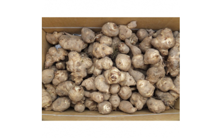 菊芋 (きくいも) 健康野菜 5kg 【2026年 11月以降発送】 (BJ016)
