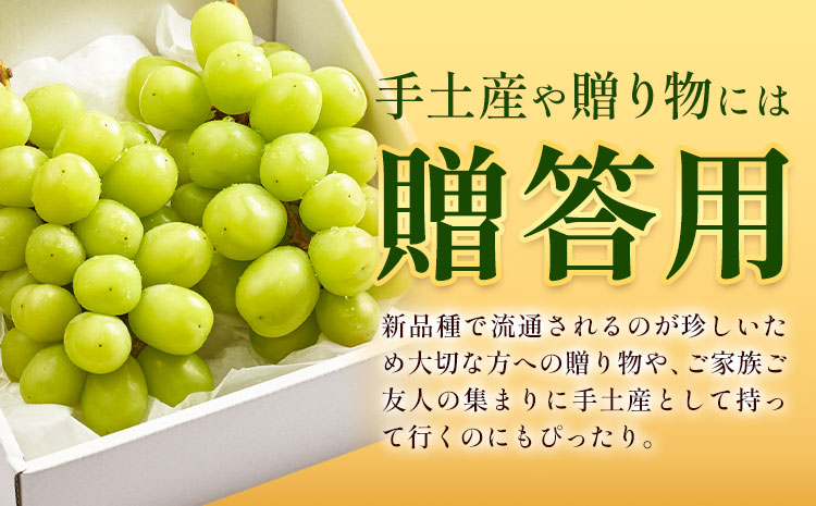 ぶどう 贈答用 雄宝 1房 600g前後 葡萄 ブドウ ぶどう 大粒 種なし フルーツ 果物 産地直送 新鮮 お取り寄せ ギフト 国産 季節限定 茨城県 結城市《8月下旬-9月下旬頃出荷予定》會澤ぶど