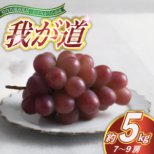 我が道 約5kg 7～9房 ＜2026年9月より順次発送予定＞ (県内共通返礼品:かすみがうら市産) 先行予約 ぶどう ブドウ 葡萄 フルーツ 茨城 新鮮 (BR100)