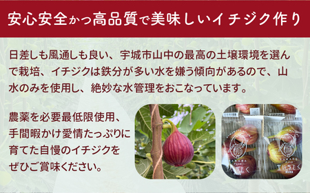 イチジク ハウスイチジク 約4kg（約250g×16パック） 【合同会社宝Farm】 【6月上旬から8月下旬発送予定】※離島配送不可 宇城市産イチジク 国産イチジク 熊本県産イチジク