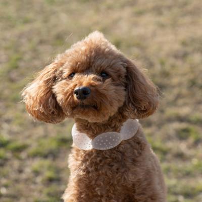 ふるさと納税 神戸市 SUO 18°ICE for dogs CANDY　Mサイズ(マルチ) |  | 01