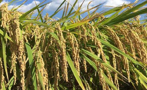 令和７年産・玄米『みどり豊』10kg　10月中旬頃から発送