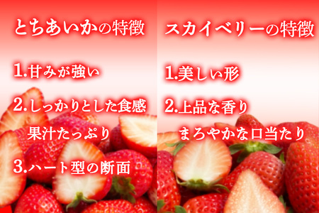 [先行予約] 【定期便3回】 日光産 人気のいちご3品種定期便 (毎月1品種 約1,200g×3回 計3,600g) 【2027年1月中旬から順次発送】 [0978]