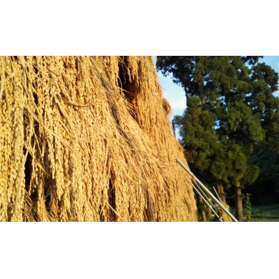 ふるさと納税 阿賀野市 【令和7年産】【有機JAS認証】夢の谷コシヒカリ 玄米 4kg(2kg×2袋) |  | 03