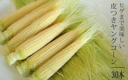 【数量限定】【2026年先行予約】ヒゲまで美味しい 皮つき ヤングコーン 30本