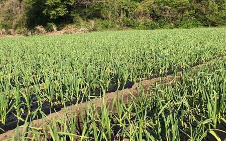 にのへ黒にんにく 約100g／ニンニク にんにく 大蒜 黒ニンニク 野菜 加工品 お取り寄せ 【2025年5月下旬より発送予定】