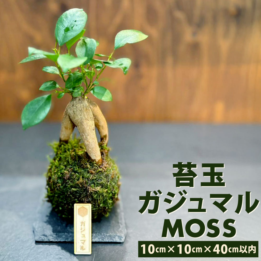 【ふるさと納税】苔玉 ガジュマル -MOSS- 1点 観葉植物 ガジュマルの木 縁起の良い 多幸の樹 幸せを呼ぶ木 幸運 苔 玉 グリーン インテリア 癒やし 手のひらサイズ コンパクト 和風 縁起物 エコ サステナブル 自然 福岡県北九州市