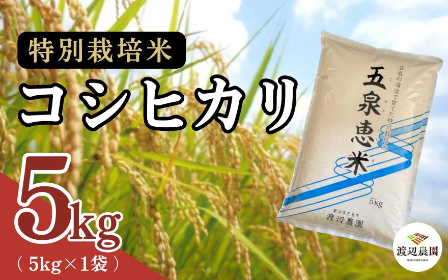 
            【令和6年産新米】 渡辺農園の特別栽培米コシヒカリ 精米 5kg(5kg×1袋) 新潟県 五泉市 渡辺農園
          