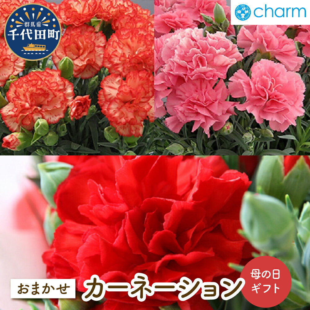 【ふるさと納税】母の日 ギフト カーネーション 花色 おまかせ ( 5号 1鉢 ) 贈り物 プレゼント 記念日 インテリア かわいい 自然 リラクゼーション 送料無料 趣味 人気 オススメ 初心者 玄関 期間限定 植物 家族 贈答 株式会社チャーム