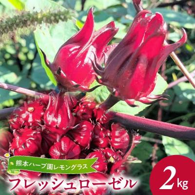 ふるさと納税 宇土市 熊本ハーブ園レモングラス　フレッシュローゼル(約2kg)