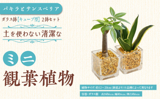 【観葉植物】土を使わないで清潔なミニ観葉植物 ゼオライト植え・ガラス鉢 キューブ形 2鉢セット（パキラとサンスベリア）｜観葉植物 インテリア 部屋 おしゃれ 福岡県筑前町 送料無料