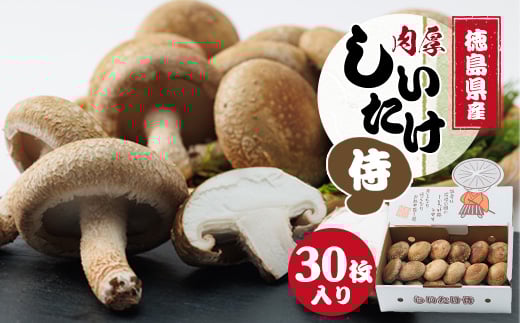
徳島県産菌床生椎茸　しいたけ侍　30枚入【1302531】
