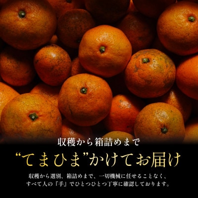 今シーズン発送開始!【訳あり】愛媛みかん 8kg 愛媛県産【C70-150】【1700905】