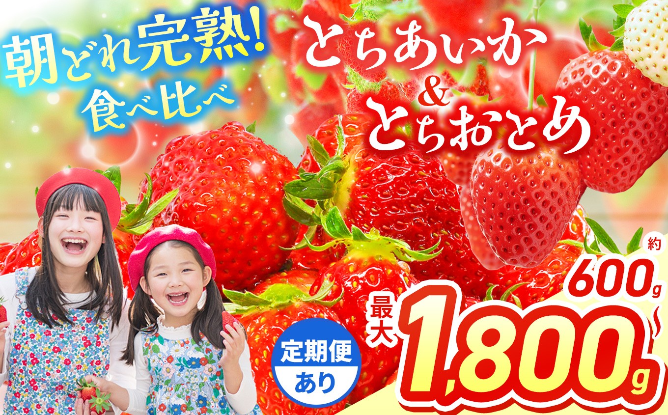 
                  いちご 選べる 定期便 とちあいか＆とちおとめ  選べる 内容量 食べ比べ 300g×2 2箱 3箱 | 果物 くだもの フルーツ 野菜 やさい ヤサイ 苺 イチゴ いちご とちあいか とちおとめ  食べ比べ 新鮮 甘い 数量 限定 美味しい 果物 フルーツ デザート 栃木県 那珂川町 送料無料
                