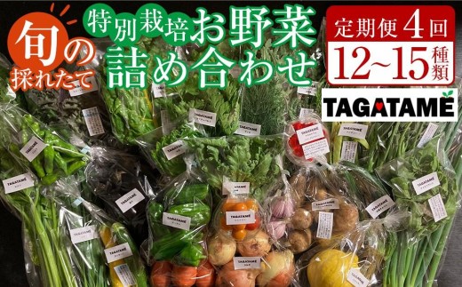 
                  【定期便全4回】旬の採れたて 12～15種類 お野菜  ハーブ 詰め合わせ セット TAGATAME タガタメ【野菜 特別栽培 大容量 有機野菜 農薬不使用 旬 無農薬】
                