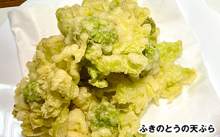 収穫から24時間以内に発送！ほろ苦い春の味わい「ふきのとう」Lサイズ1パック100g（約8個） F21T-347