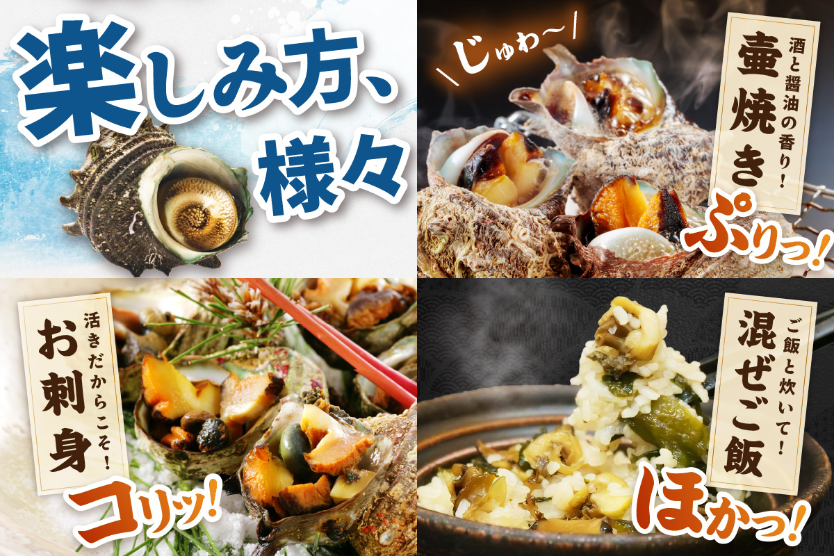 最高鮮度の生きたまま発送！日本海荒波育ち京丹後産さざえ2kg/北畿水産　HK00148