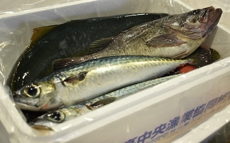 『キンキ入り』漁協厳選！鮮魚お楽しみBOX※不在日・日付指定対応不可※[02-830]