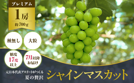 朝採りシャインマスカット 1房(約700g) 果物 ぶどう フルーツ シャインマスカット ぶどう