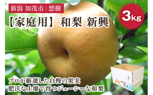 【2026年先行予約】【家庭用】新潟県産和梨 新興 約3kg（5～9玉）《12月上旬～順次出荷》 梨 なし ナシ 新興 しんこう  果物 果樹 フルーツ 樹上完熟 加茂果樹専門家集団 加茂市 想樹