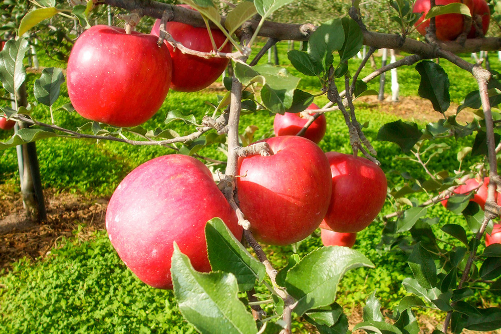 《定期便3ヶ月》ストレートりんごジュース【AOMORI APPLE】250ml×12本