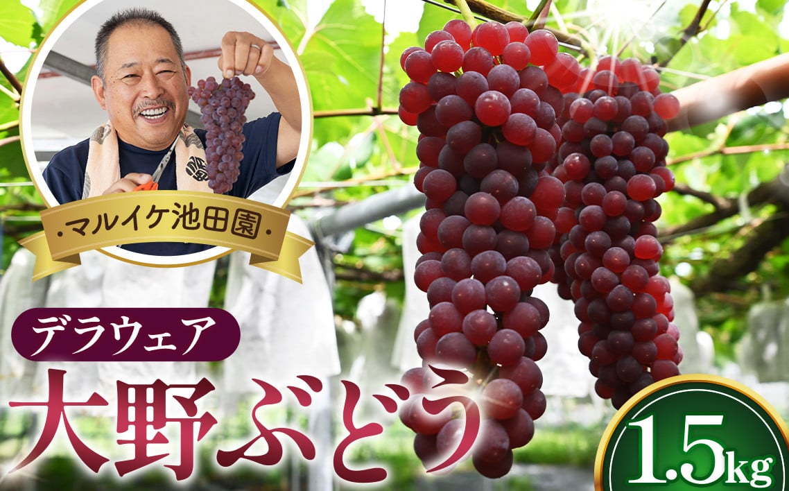 
                  5時収穫の朝摘み産直【マルイケ池田園】大野ぶどう（デラウェア）1.5kg ／ 葡萄 ブドウ 高糖度 大阪府 特産品 No.248
                
