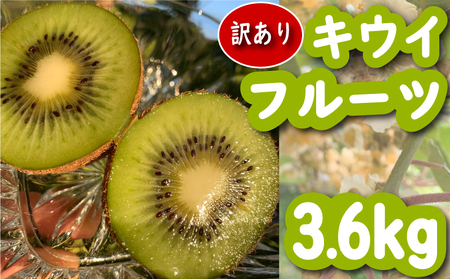 【先行予約】【12月上旬~順次発送】 訳あり キウイ フルーツ 3.6kg 腸活 グリーンキウイ 健康 甘い フルーツ 無選別 規格外 キウイ