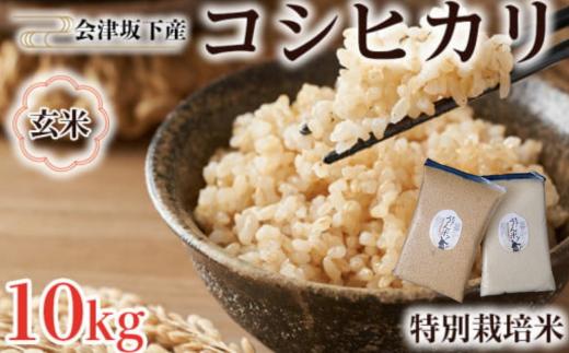 51-D 会津坂下町産 特別栽培米コシヒカリ 10kg(5kgx2) 玄米「もぉ～うん米」FARMiliarほり | 米 こめ コメ 玄米 10kg コシヒカリ  福島県産 米  単一米 特別栽培 減農薬 真空パック 長期保存 コスパ