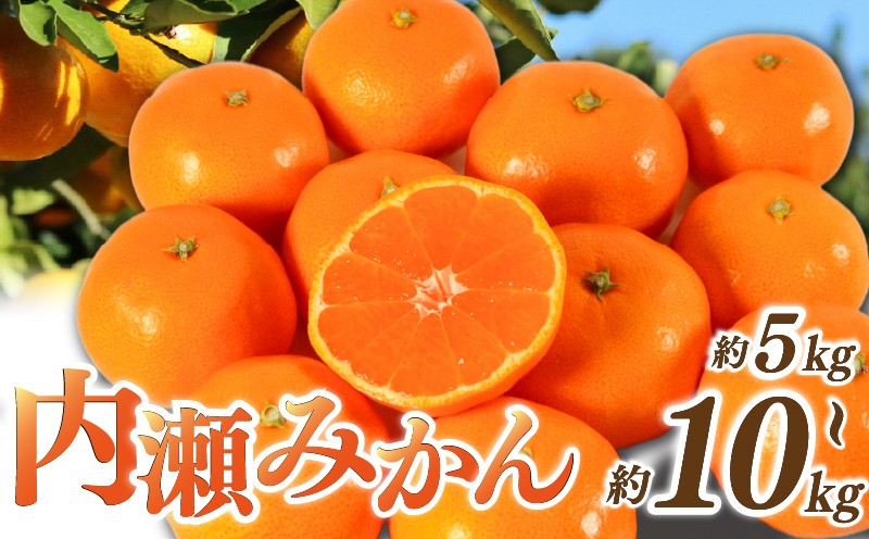 
                  先行予約 みかん 温州みかん 約5～10kg 選べる容量 数量限定 期間限定 内瀬みかん アサヒ農園 柑橘 蜜柑 フルーツ 果物 くだもの 国産 ブランド 三重県 伊勢 志摩 南伊勢町 20000円 二万円 20000円以下 二万円以下
                