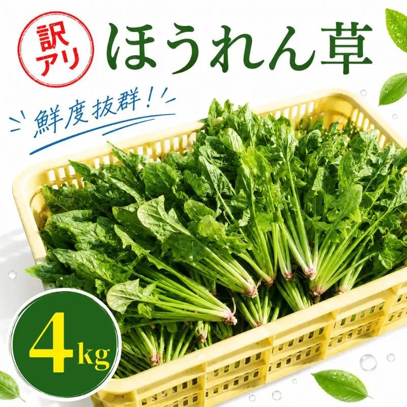 ほうれん草 200g×20袋 ほうれん草 ほうれんそう 【先行予約】