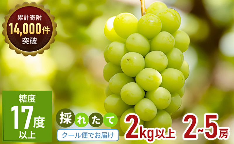 
                  [№4631-1975]「9月30日までの食卓応援品」  シャインマスカット  2房～5房（約2kg） 家庭用 マスカット 葡萄 ぶどう ブドウ フルーツ 果物 くだもの 果実 旬の果物 旬のフルーツ 香川 香川県 東かがわ市
                
