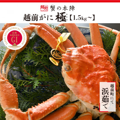 福井県が誇るブランド蟹　浜茹で【越前がに　極】　11月～翌3月順次発送【配送不可地域：離島・北海道・沖縄】【1392200】